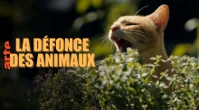 La défonce des animaux