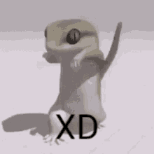 lizard-dancing-xd