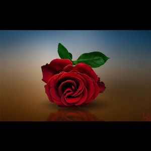 Symbole Lémurien : Rose (Parks)