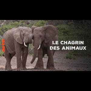 Le chagrin des animaux - Mythe ou Réalité ?