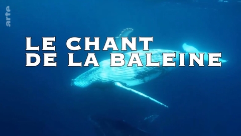 Le chant de la baleine | Science - Histoire - Métaphysique