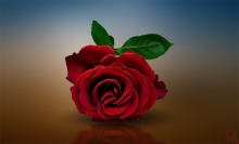 Symbole Lémurien : Rose (Parks)