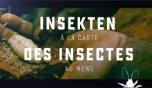 [Serie] Des insectes au menu