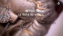 Intestin, le tube du siècle