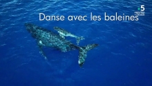 Danse avec les baleines