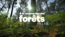 [Serie] A la reconquête des forêts