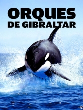 Orques de Gibraltar - D’étranges attaques