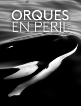 Orques en Péril