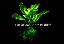[Serie] Le Génie Caché Des Plantes